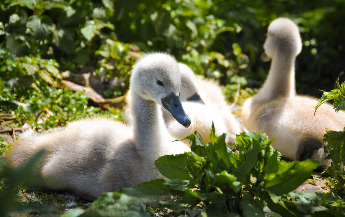 Abbotsbury Swannery